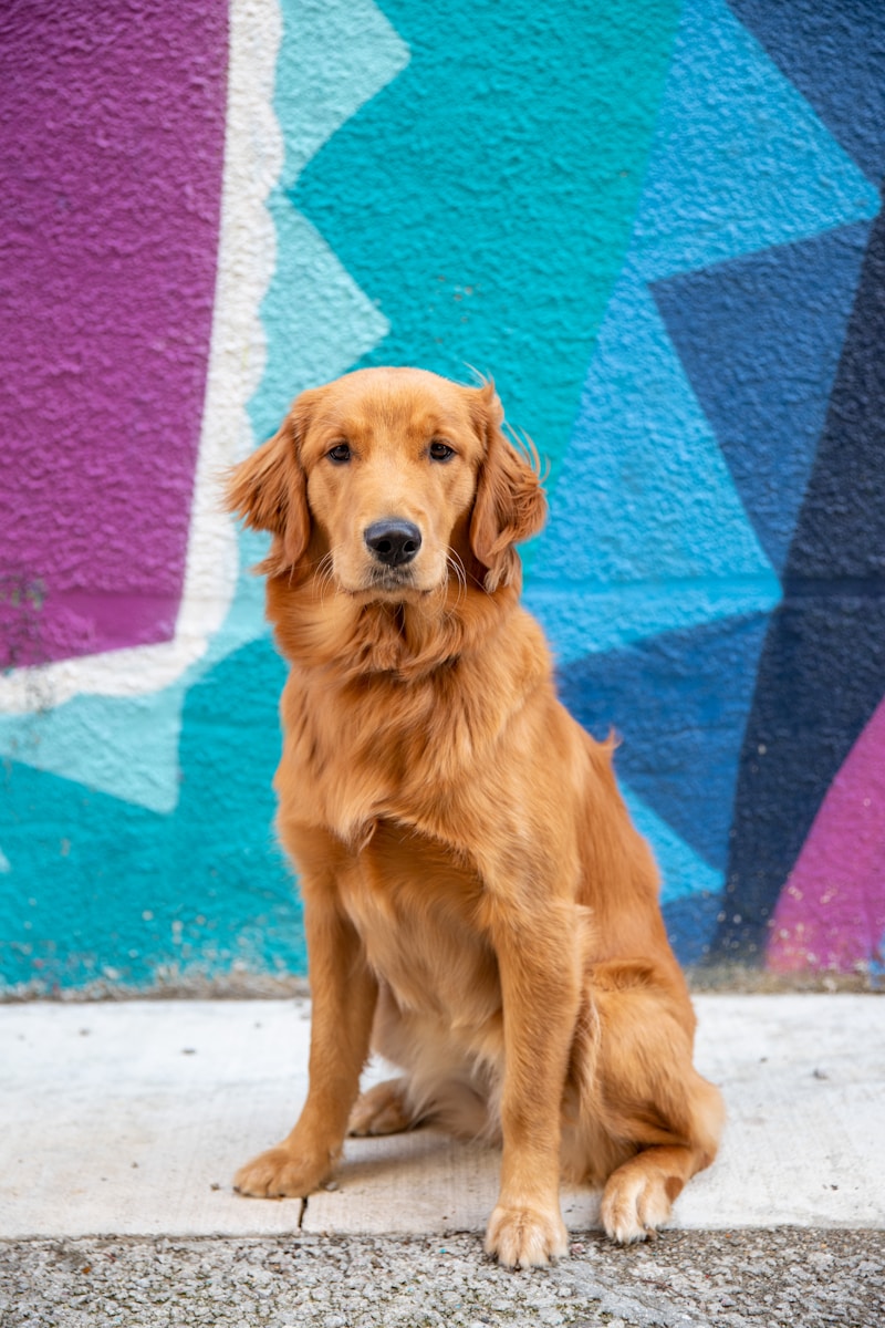 Canine