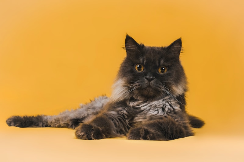 Feline